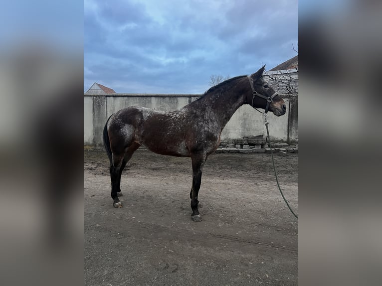 Appaloosa Stute 11 Jahre 158 cm Roan-Bay in Hof am Leithaberge