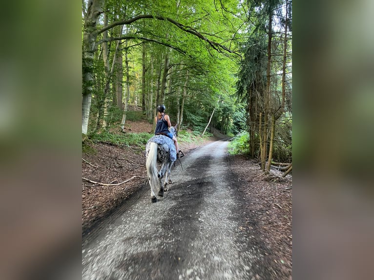 Appaloosa Mix Stute 11 Jahre 165 cm Tigerschecke in Neunkirchen-Seelscheid