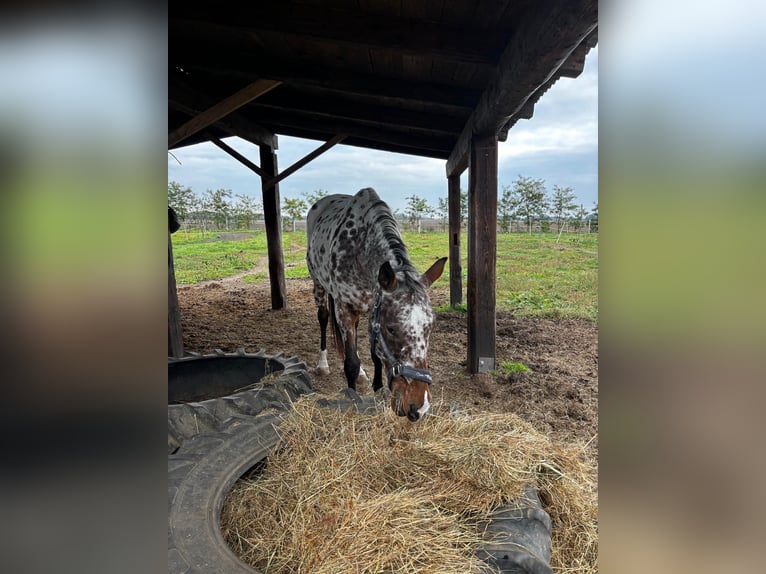 Appaloosa Mix Stute 11 Jahre Rotbrauner in Šamorin