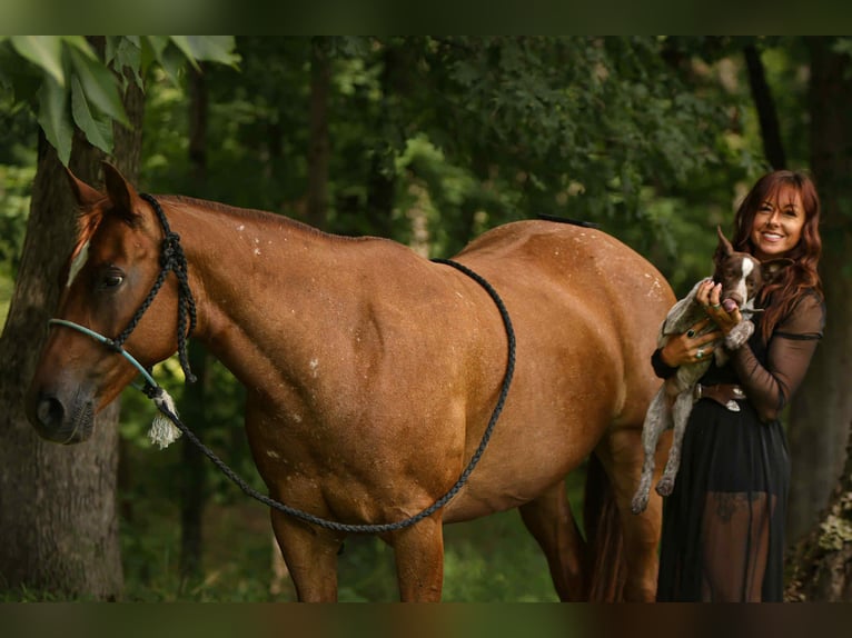 Appaloosa Stute 12 Jahre 142 cm Dunkelfuchs in Felt OK