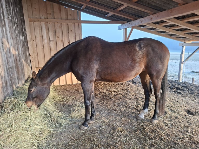 Appaloosa Stute 12 Jahre 154 cm Brauner in Erlach