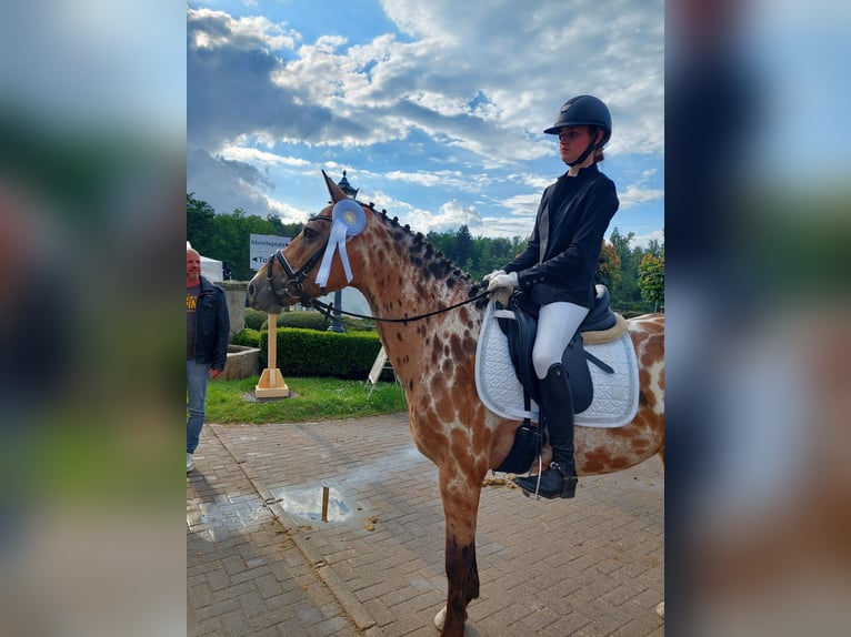 Appaloosa Mix Stute 12 Jahre 155 cm  in Rommerskirchen