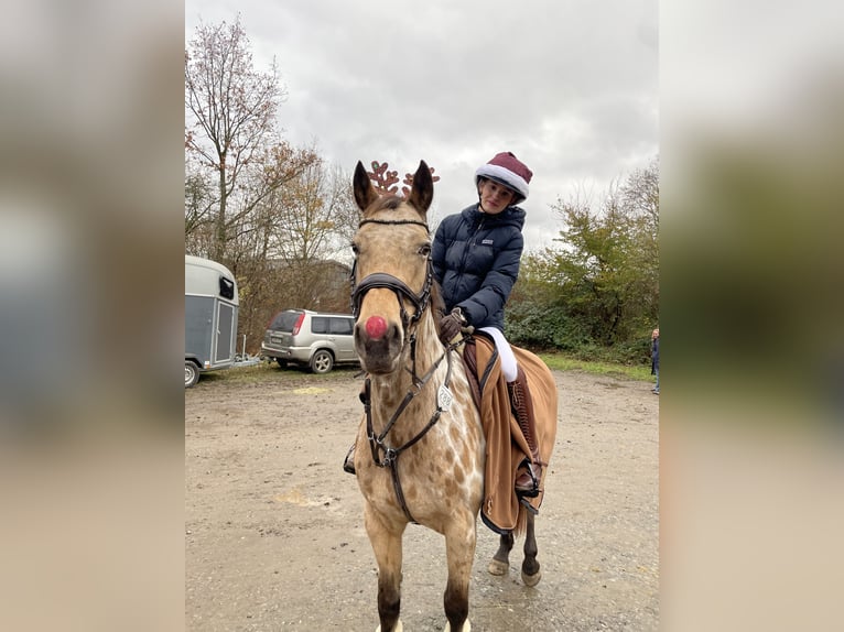 Appaloosa Mix Stute 12 Jahre 155 cm  in Rommerskirchen