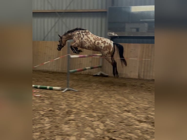 Appaloosa Mix Stute 12 Jahre 155 cm  in Rommerskirchen