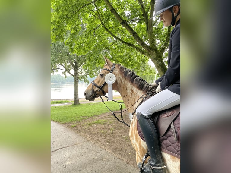 Appaloosa Mix Stute 12 Jahre 155 cm  in Rommerskirchen