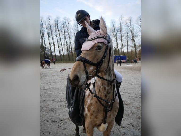 Appaloosa Mix Stute 12 Jahre 155 cm  in Rommerskirchen