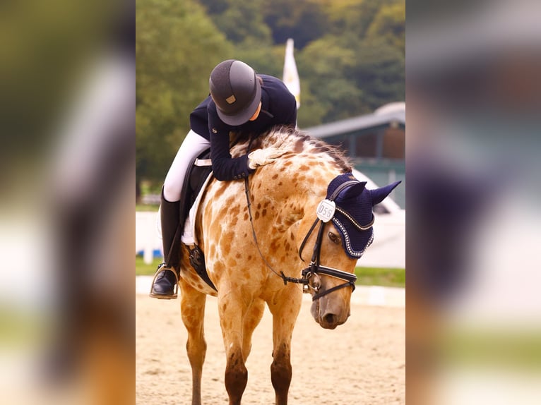 Appaloosa Mix Stute 12 Jahre 155 cm  in Rommerskirchen