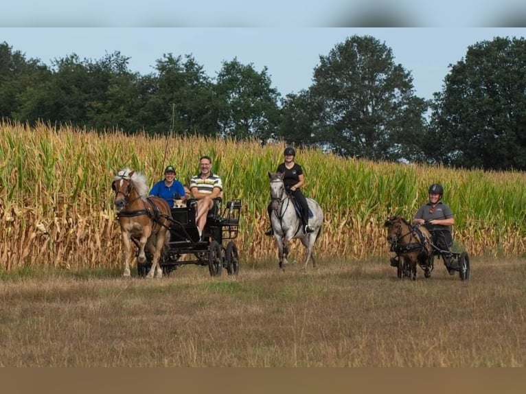 Appaloosa Mix Stute 12 Jahre 156 cm Tigerschecke in Tubbergen