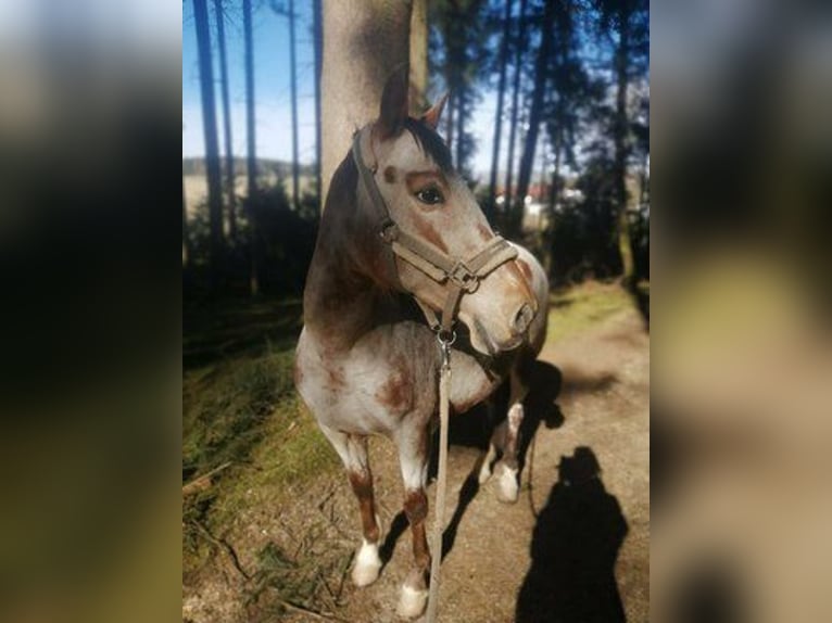 Appaloosa Stute 12 Jahre 165 cm Braunfalbschimmel in Taufkirchen
