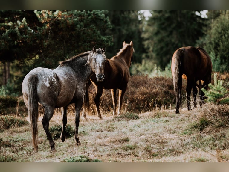 Appaloosa Stute 12 Jahre Overo-alle-Farben in Haidmühle