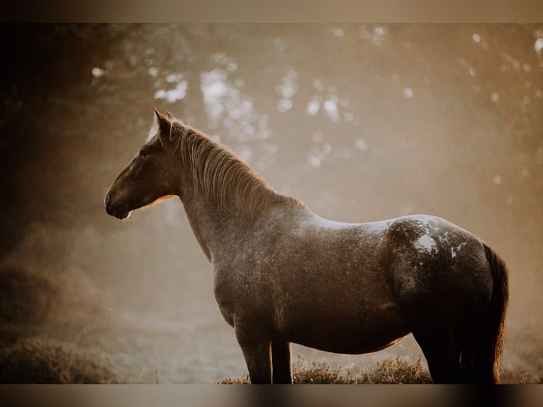 Appaloosa Stute 12 Jahre Overo-alle-Farben in Haidmühle