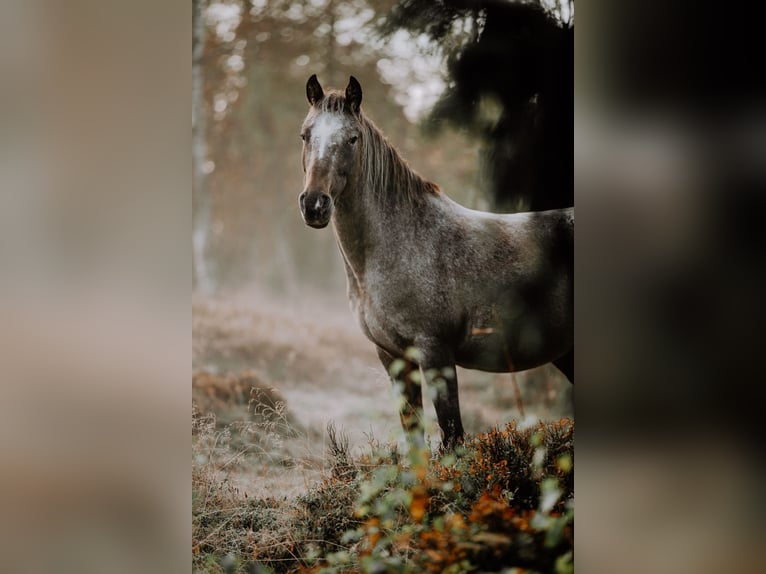 Appaloosa Stute 12 Jahre Overo-alle-Farben in Haidmühle