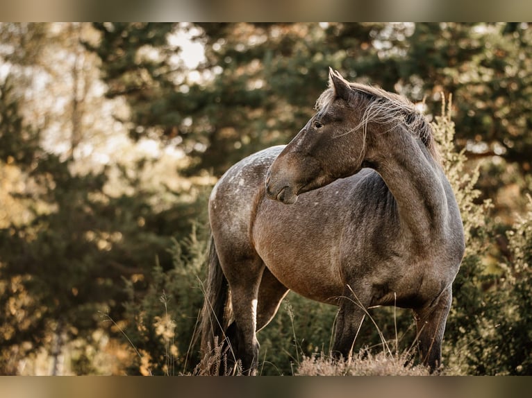Appaloosa Stute 12 Jahre Overo-alle-Farben in Haidmühle