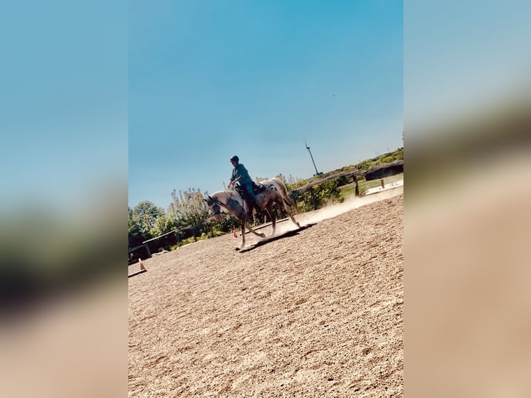 Appaloosa Stute 12 Jahre in Krautscheid