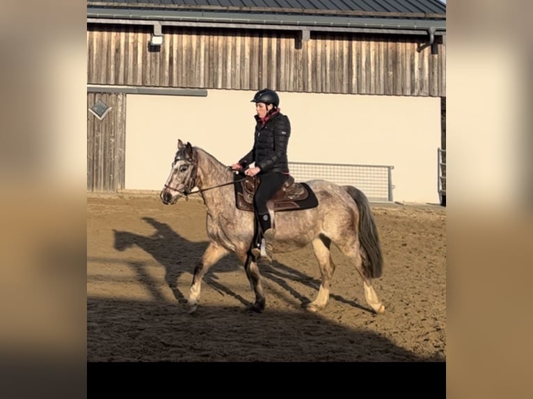 Appaloosa Mix Stute 13 Jahre 137 cm Tigerschecke in Daleiden