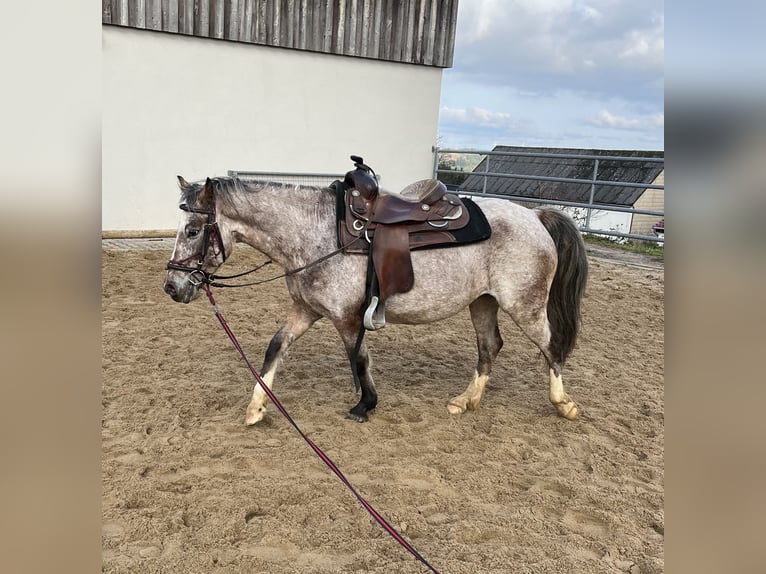 Appaloosa Mix Stute 13 Jahre 137 cm Tigerschecke in Daleiden