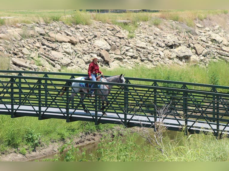 Appaloosa Stute 13 Jahre 145 cm Schimmel in stephenville TX