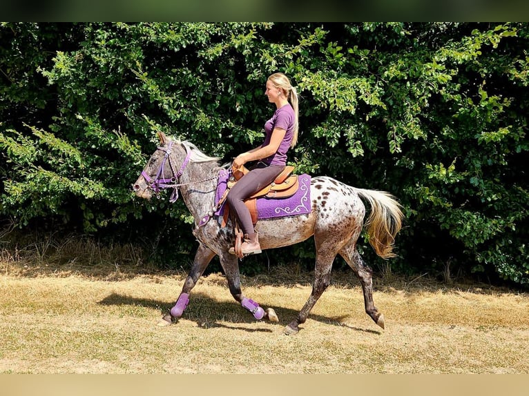 Appaloosa Stute 13 Jahre 148 cm Tigerschecke in Linkenbach
