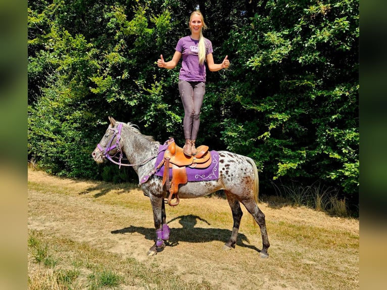 Appaloosa Stute 13 Jahre 148 cm Tigerschecke in Linkenbach