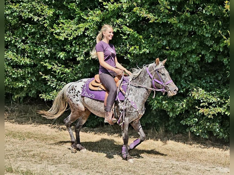 Appaloosa Stute 13 Jahre 148 cm Tigerschecke in Linkenbach