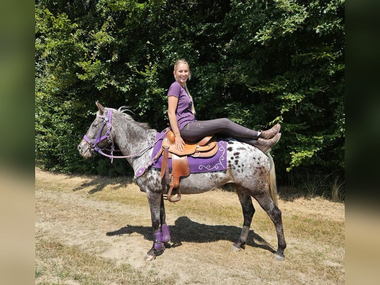 Appaloosa Stute 13 Jahre 148 cm Tigerschecke in Linkenbach