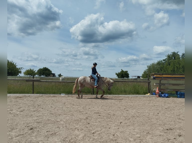 Appaloosa Mix Stute 13 Jahre 149 cm Roan-Red in Filderstadt