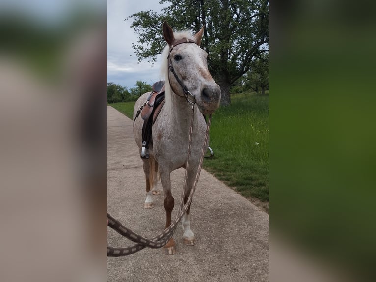 Appaloosa Mix Stute 13 Jahre 149 cm Roan-Red in Filderstadt