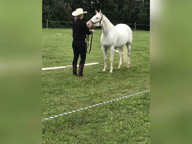 Appaloosa Stute 13 Jahre 151 cm White in N&#xF6;rdlingen