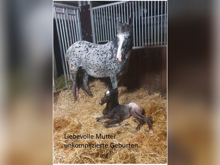 Appaloosa Stute 13 Jahre 152 cm Tigerschecke in D&#xF6;rzbach