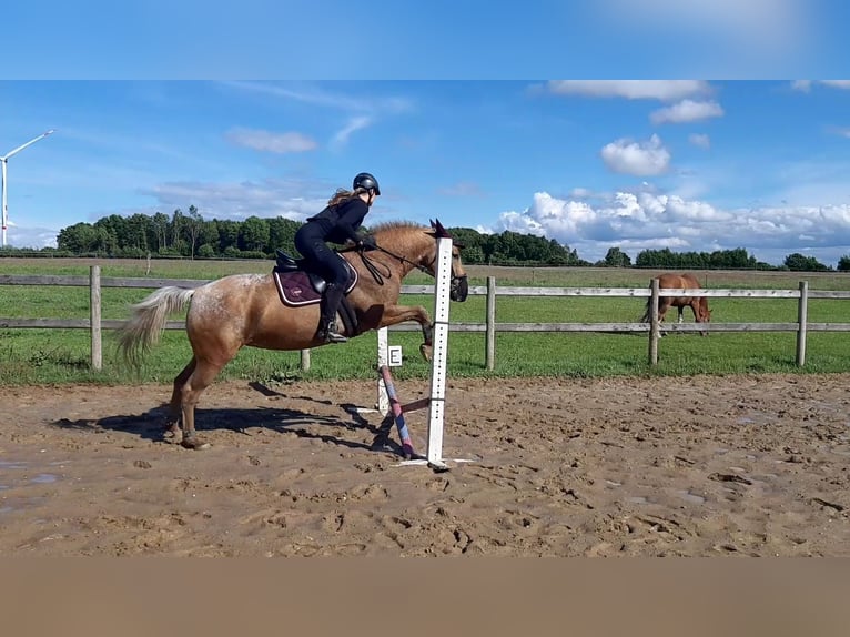 Appaloosa Mix Stute 13 Jahre 158 cm  in Hamwarde