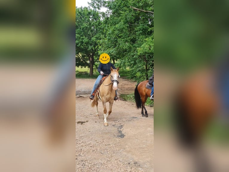 Appaloosa Mix Stute 13 Jahre 162 cm Palomino in Frielendorf