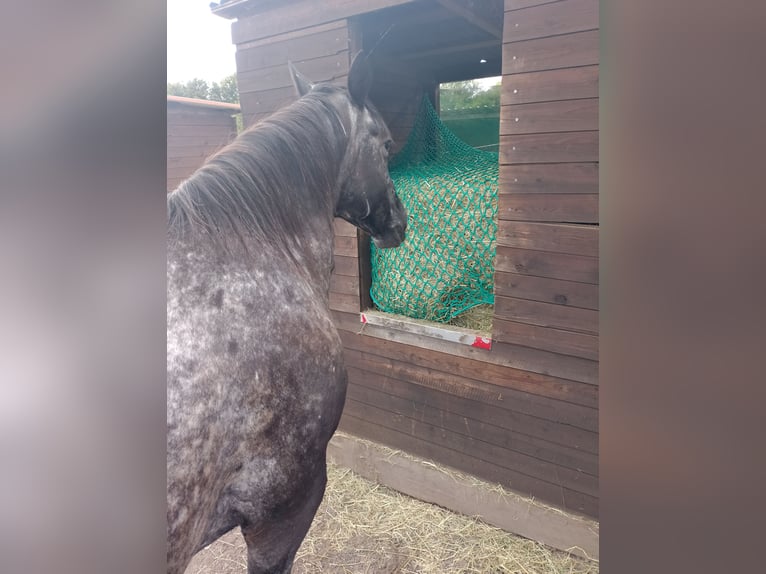 Appaloosa Stute 14 Jahre 148 cm Apfelschimmel in Pulheim