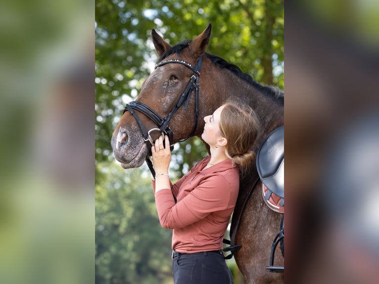 Appaloosa Stute 14 Jahre 148 cm Brauner in Amersfoort