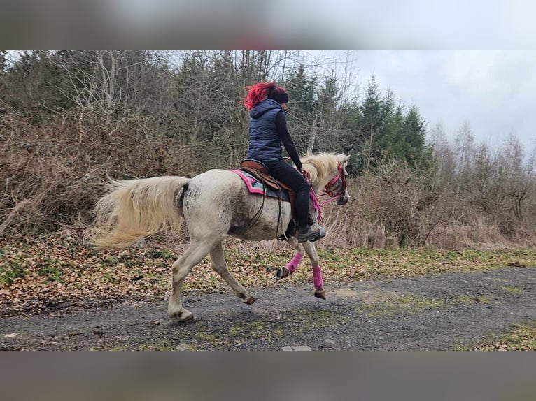 Appaloosa Stute 14 Jahre 148 cm Schecke in Linkenbach