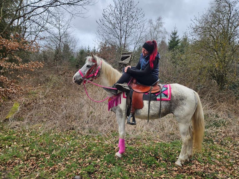 Appaloosa Stute 14 Jahre 148 cm Schecke in Linkenbach