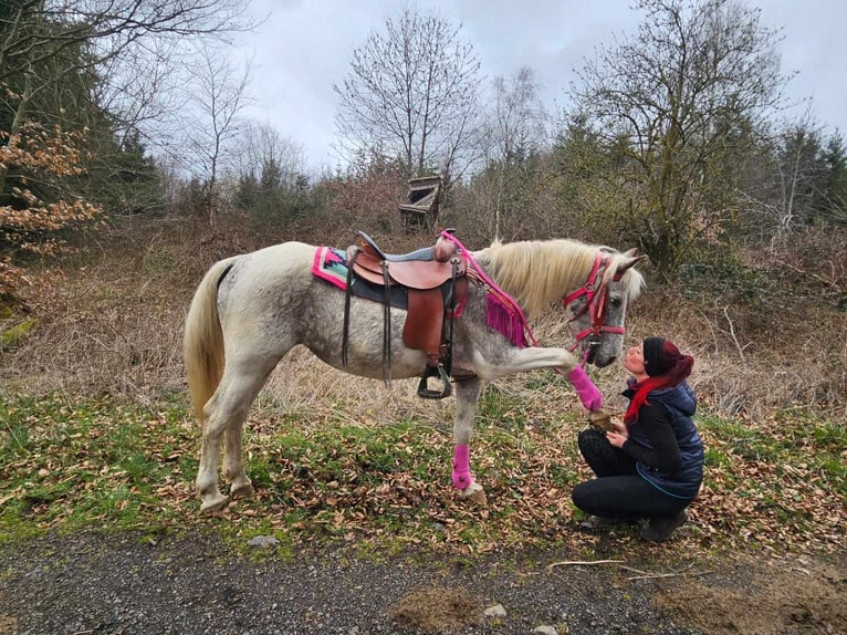 Appaloosa Stute 14 Jahre 148 cm Schecke in Linkenbach