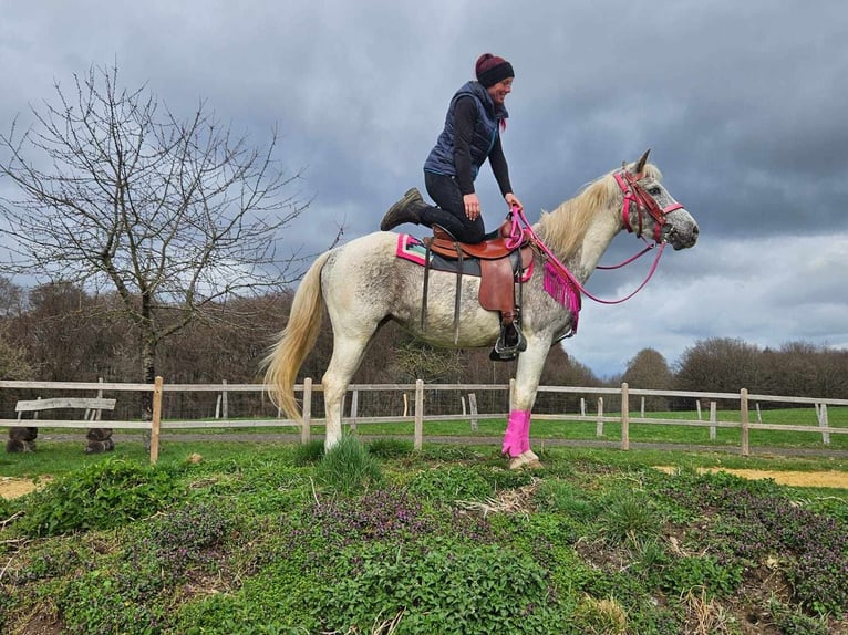 Appaloosa Stute 14 Jahre 148 cm Schecke in Linkenbach