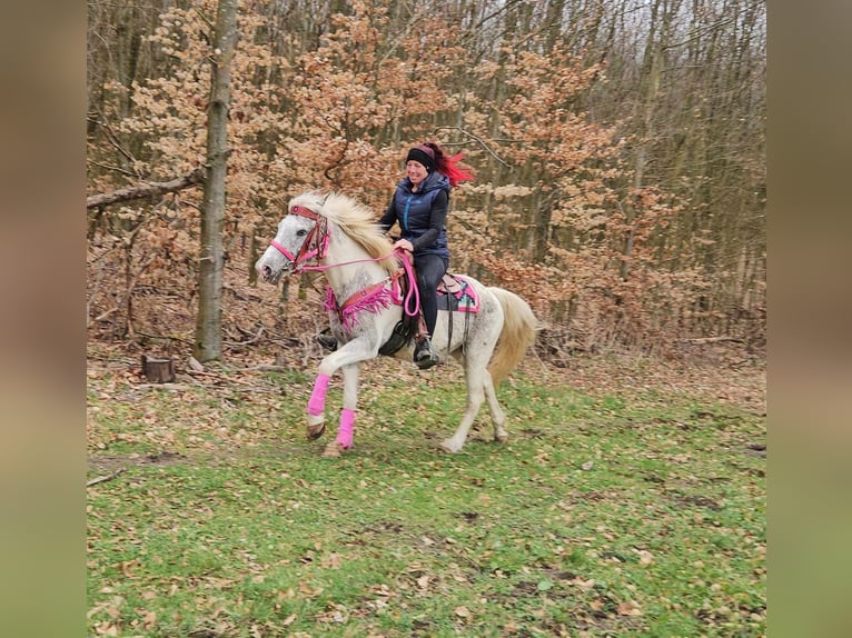 Appaloosa Stute 14 Jahre 148 cm Schecke in Linkenbach
