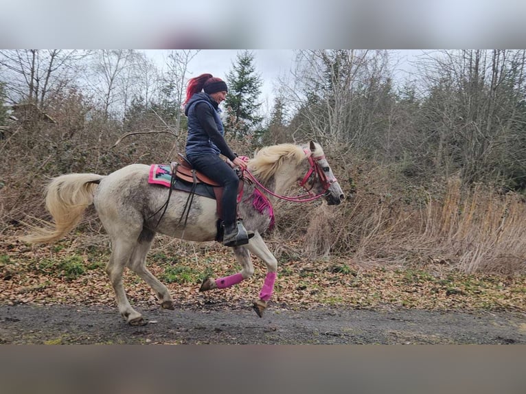 Appaloosa Stute 14 Jahre 148 cm Schecke in Linkenbach