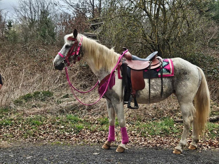 Appaloosa Stute 14 Jahre 148 cm Schecke in Linkenbach