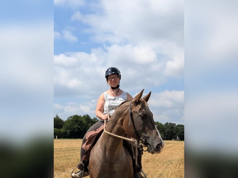 Appaloosa Mix Stute 14 Jahre 149 cm Tigerschecke in Dossenheim