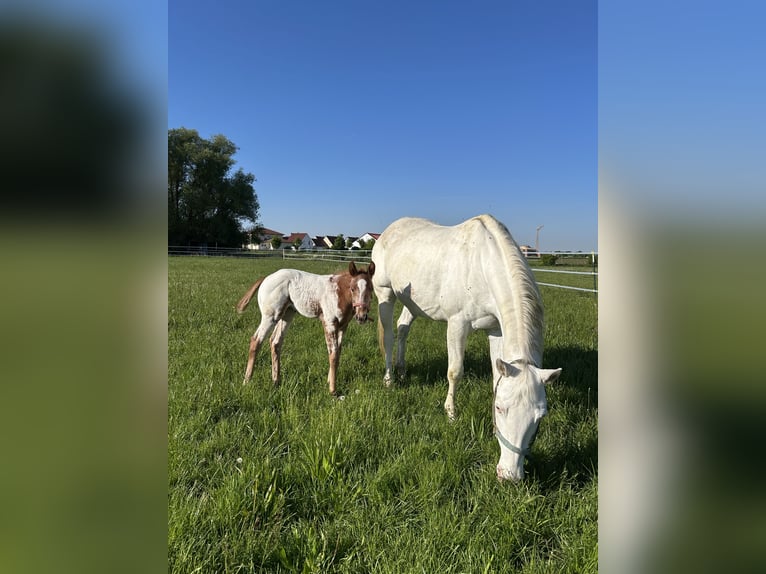 Appaloosa Stute 14 Jahre 151 cm White in Nördlingen