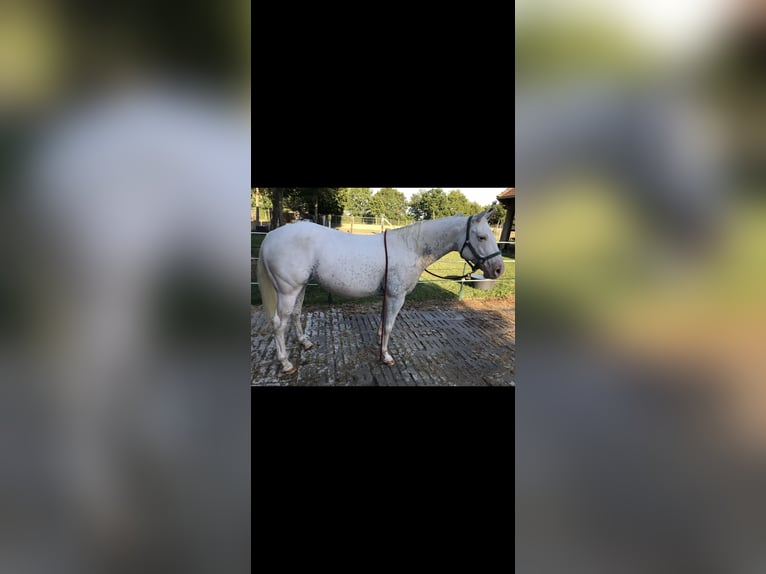 Appaloosa Stute 14 Jahre 151 cm White in Nördlingen