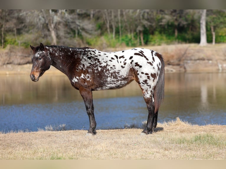 Appaloosa Stute 14 Jahre 152 cm in Forney