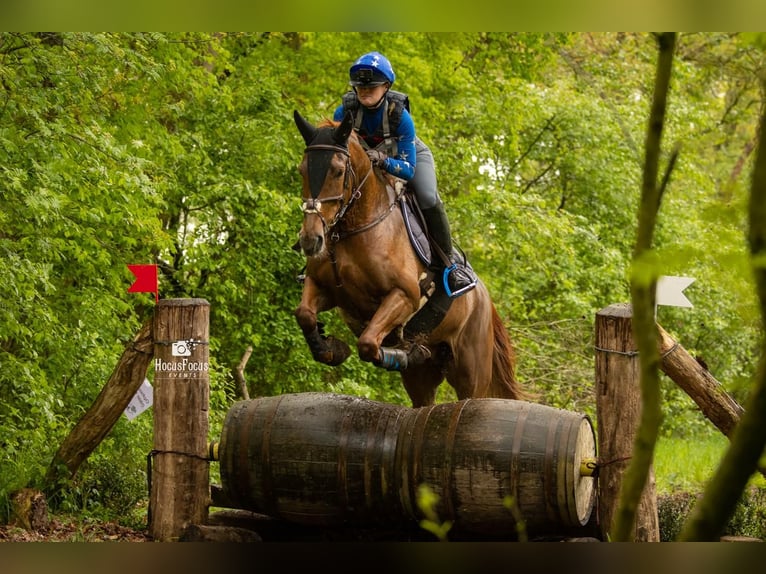 Appaloosa Stute 14 Jahre 162 cm Tigerschecke in Beemte Broekland