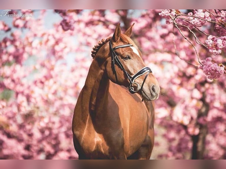 Appaloosa Stute 14 Jahre 162 cm Tigerschecke in Beemte Broekland