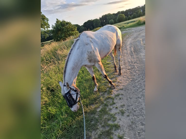Appaloosa Stute 14 Jahre Red Dun in Hamm