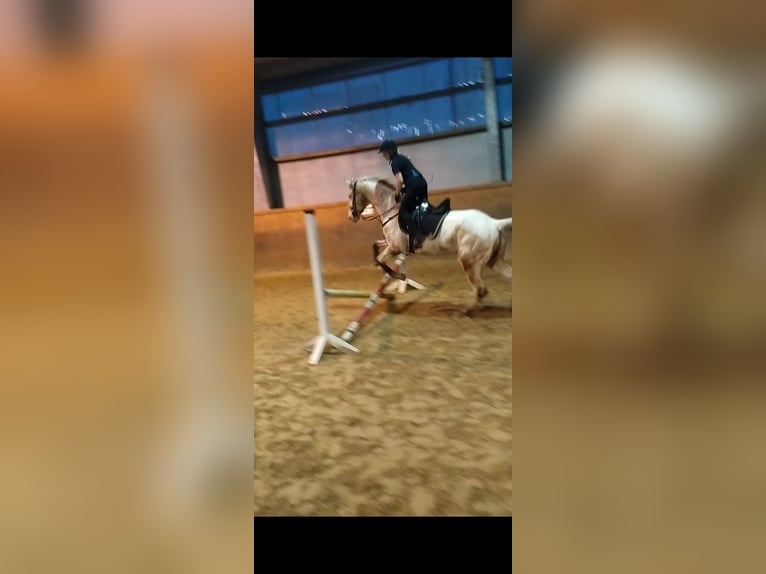 Appaloosa Stute 14 Jahre Red Dun in Hamm