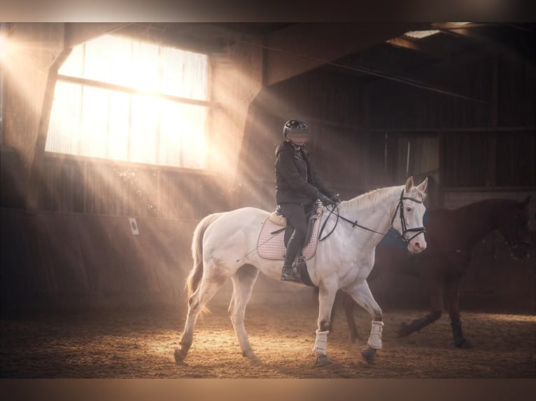 Appaloosa Stute 14 Jahre Red Dun in Hamm