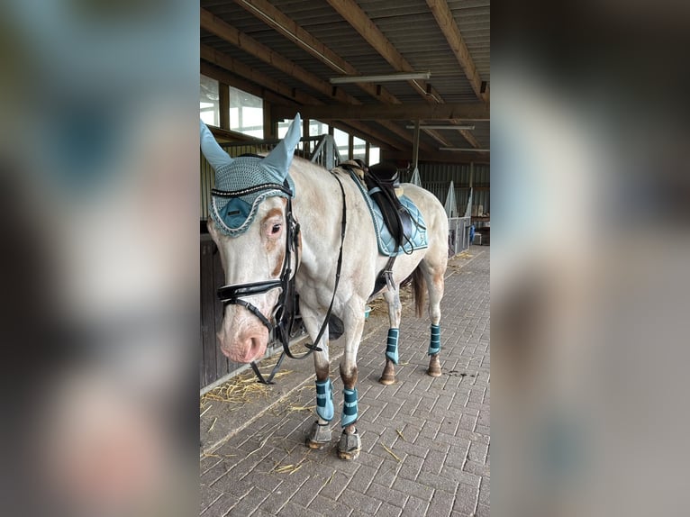 Appaloosa Stute 14 Jahre Red Dun in Hamm